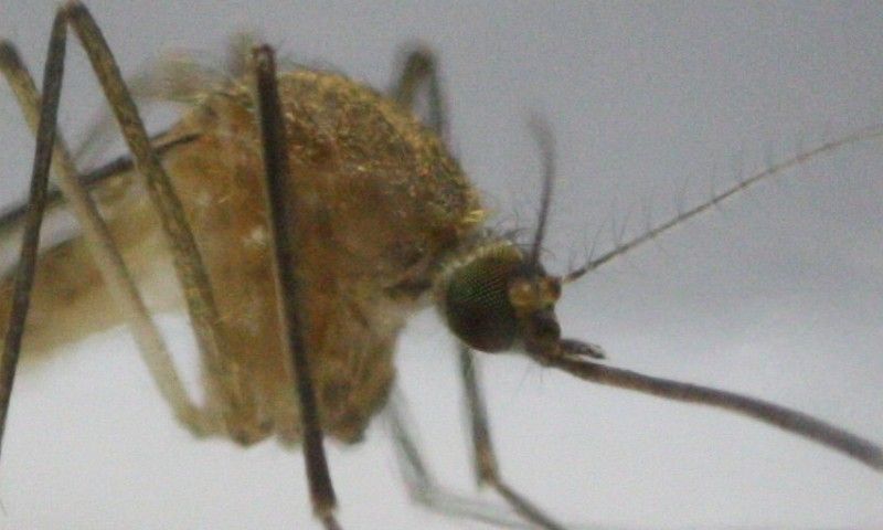 Culex pipiens (Culicidae) femmina